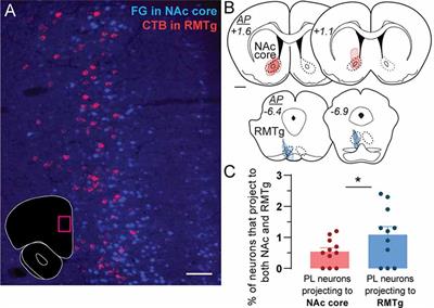 Monosynaptic Retrograde Tracing From Prelimbic Neuron Subpopulations Projecting to Either Nucleus Accumbens Core or Rostromedial Tegmental Nucleus